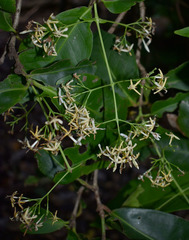 Ixora timorensis