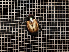 Anomala testaceipennis