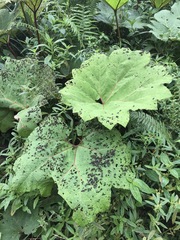 Gunnera insignis