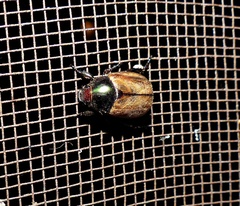 Anomala testaceipennis