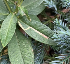 Liriomyza phloxiphaga