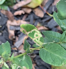 Liriomyza phloxiphaga