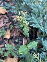 Liriomyza phloxiphaga