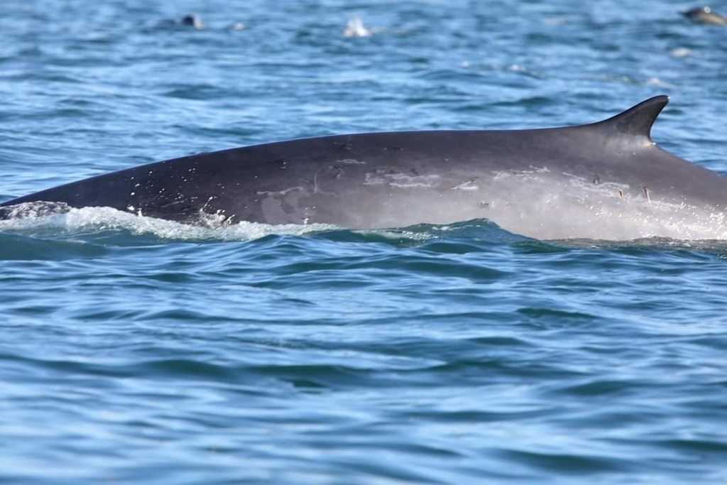 Long body of a fin whale arching at the surface