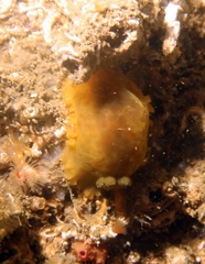 Dendrodoris temarana