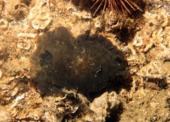 Dendrodoris temarana