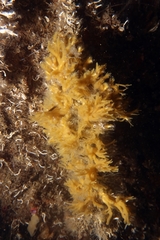 Halichondria bowerbanki