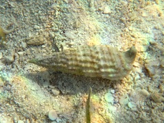 Cerithium coralium