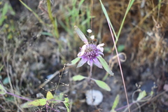 Monarda citriodora