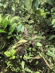 Blechnum parrisiae