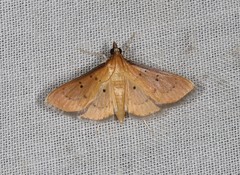 Ectadiosoma straminea