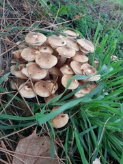 Armillaria mellea