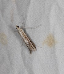 Euclasta maceratalis