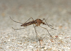 Culiseta alaskaensis