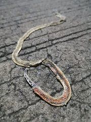 Calliophis maculiceps