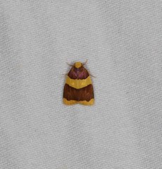 Heterallactis phlogozona
