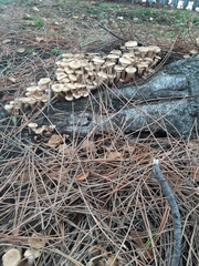 Armillaria mellea