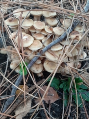 Armillaria mellea