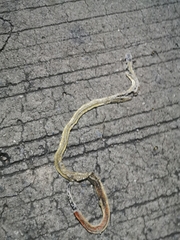 Calliophis maculiceps