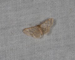 Idaea simplex