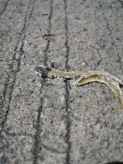 Calliophis maculiceps