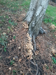 Armillaria mellea