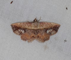 Lophoruza diversalis