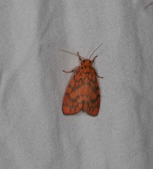 Miltochrista quadrilineata