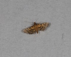 Metasia polytima