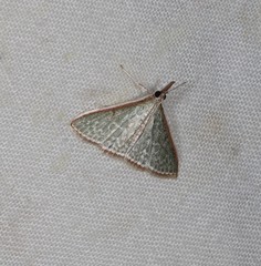 Myrmidonistis hoplora