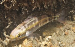 Pentapodus paradiseus