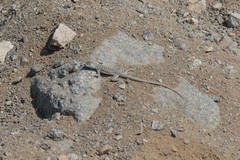 Microlophus tarapacensis