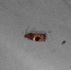 Ophiorrhabda phaeosigma