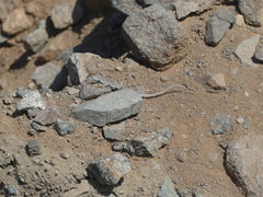 Microlophus tarapacensis