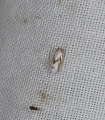 Opostegoides gephyraea