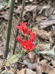 Rhododendron flammeum