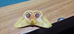 Automeris jucunda