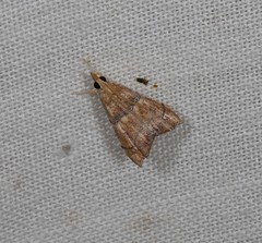 Ptychopseustis eutacta