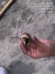 Clibanarius vittatus