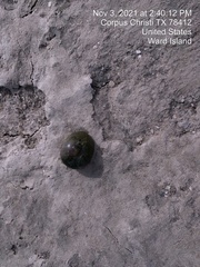 Clibanarius vittatus