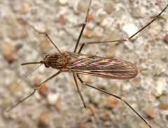 Culiseta alaskaensis
