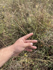 Paspalum monostachyum