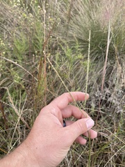 Paspalum monostachyum
