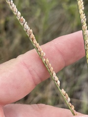 Paspalum monostachyum