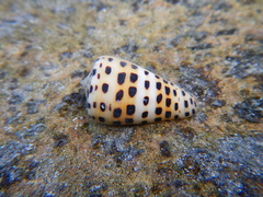 Conus eburneus