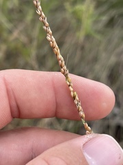 Paspalum monostachyum