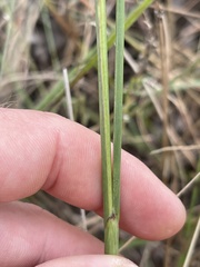 Paspalum monostachyum