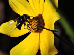 Copestylum mexicanum