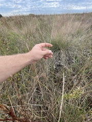 Paspalum monostachyum