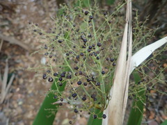 Joinvillea plicata